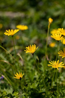 Aposeris foetida flower growing in meadow, macro