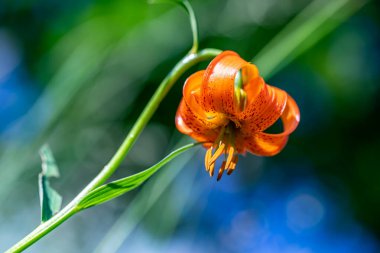 Lilium carniolicum flower in meadow, macro