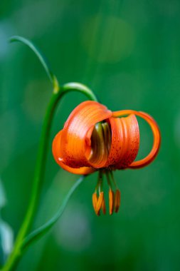 Lilium carniolicum flower in meadow, macro