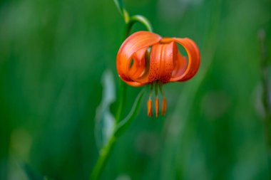 Lilium carniolicum flower in meadow, macro
