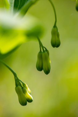 Polygonatum multiflorum flower in meadow, close up