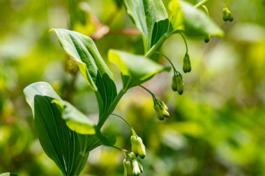 Polygonatum multiflorum flower in meadow, close up