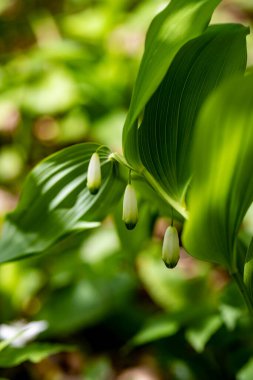 Polygonatum multiflorum flower in meadow, close up