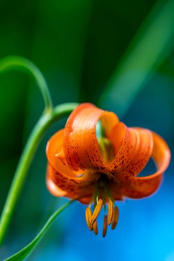 Lilium carniolicum flower growing in meadow, macro