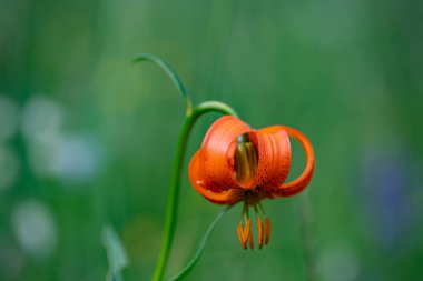 Lilium carniolicum flower growing in meadow, macro
