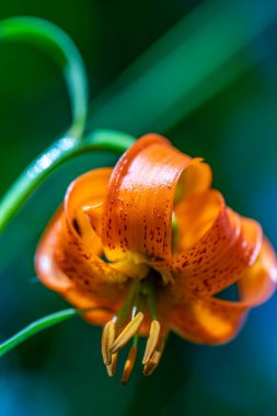 Lilium carniolicum flower growing in meadow, macro