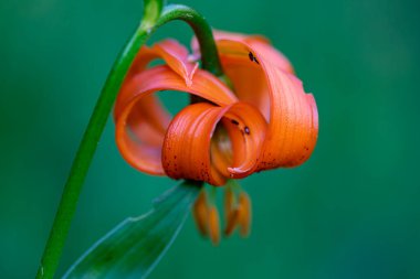 Lilium carniolicum flower growing in meadow, macro