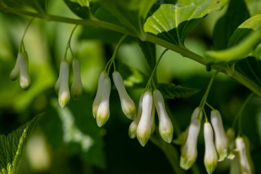 Polygonatum multiflorum flower in meadow, close up