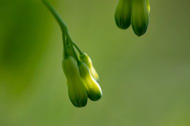 Polygonatum multiflorum flower in meadow, close up
