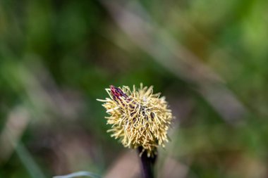 Carex caryophyllea flower growing in meadow, close up