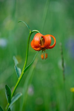Lilium carniolicum flower growing in meadow, macro