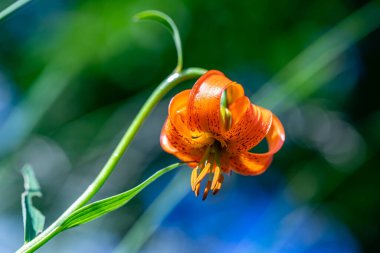 Lilium carniolicum flower growing in meadow, macro