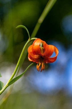 Lilium carniolicum flower growing in meadow, macro