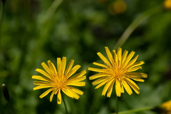 Aposeris Foetida Flower Meadow Close — Foto de Stock
