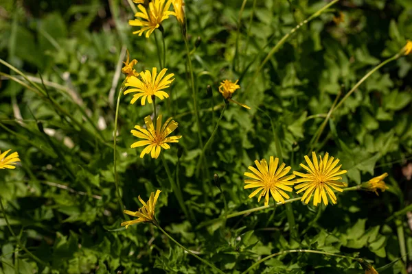 Aposeris Foetida Flower Meadow Close — Stock Fotó