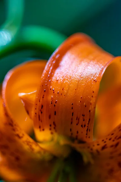 Lilium Carniolicum Flower Growing Meadow Macro — Photo