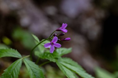 Cardamine pentaphyllos flower in meadow