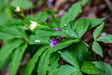 Cardamine pentaphyllos flower in meadow