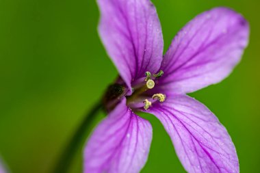 Cardamine pentaphyllos flower in meadow