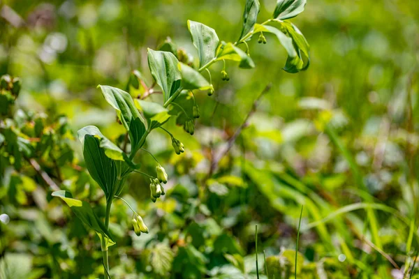 Polygonatum Multiflorum Flower Meadow Close — стоковое фото