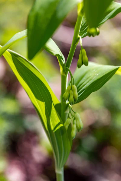 Polygonatum Multiflorum Flower Meadow Close — Stockfoto