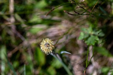 Carex caryophyllea flower growing in meadow, close up