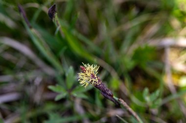 Carex caryophyllea flower growing in meadow, close up