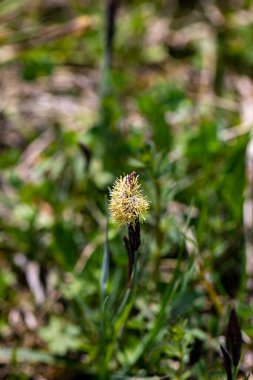 Carex caryophyllea flower growing in meadow, close up