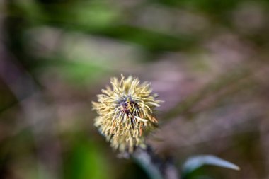 Carex caryophyllea flower growing in meadow, close up