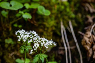 Valeriana tripteris flower growing in meadow, close up