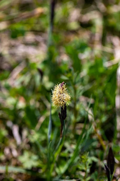 Carex Caryophyllea Flower Growing Meadow Close — Foto Stock
