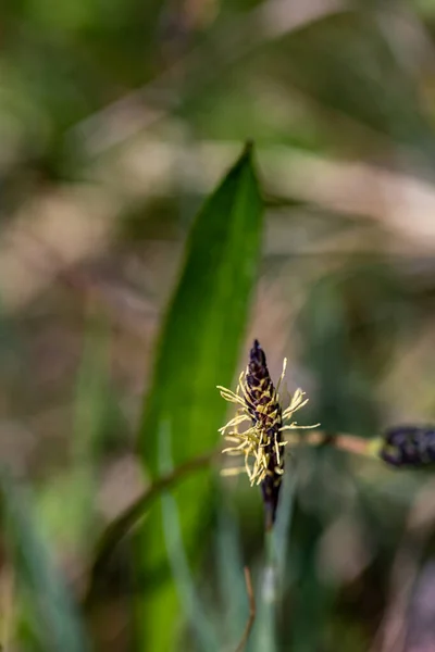 Carex Caryophyllea Flower Growing Meadow Close — Fotografia de Stock