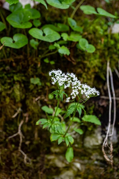 Valeriana Tripteris Flower Growing Meadow Close — Stok fotoğraf