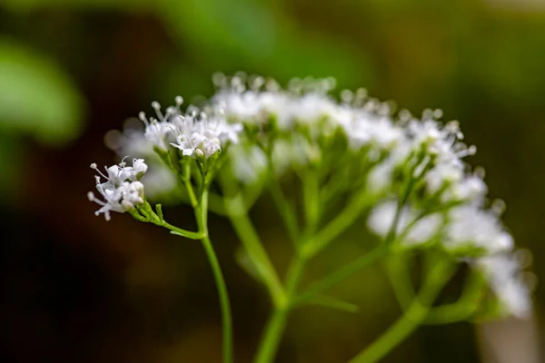 Valeriana Tripteris Flower Growing Meadow Close — Stock Photo, Image