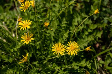 Aposeris foetida flower in meadow, close up