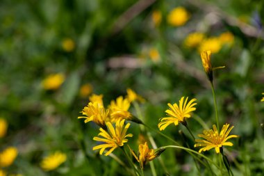 Aposeris foetida flower in meadow, close up