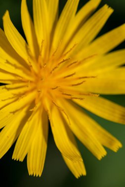Aposeris foetida flower in meadow, close up