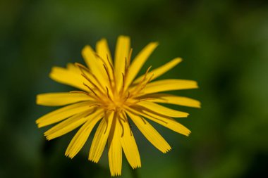 Aposeris foetida flower in meadow, close up