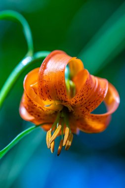 Lilium carniolicum flower growing in meadow, macro