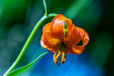 Lilium carniolicum flower growing in meadow, macro