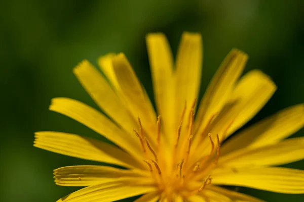 Aposeris Foetida Flower Meadow Close — ストック写真