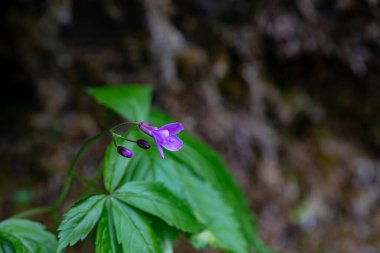 Cardamine pentaphyllos flower in meadow