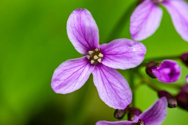 Cardamine pentaphyllos flower in meadow
