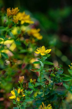 Çayırda Hypericum Performans Çiçeği