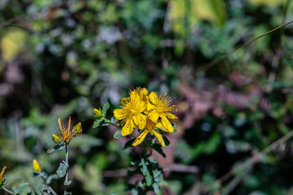 Hypericum Perforatum Fiore Nel Prato — Foto Stock