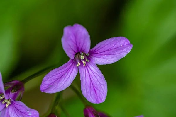Cardamine Pentaphyllos Flower Meadow — Stockfoto