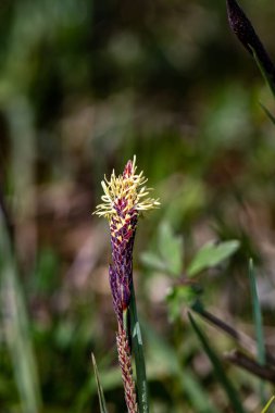 Carex caryophyllea flower growing in meadow, close up