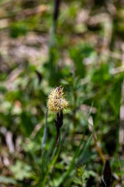 Carex caryophyllea flower growing in meadow, close up