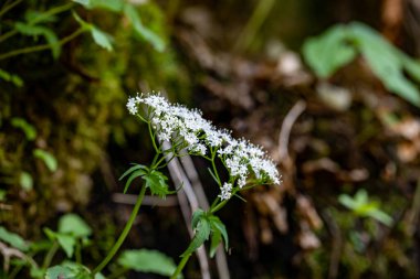 Valeriana tripteris flower growing in meadow, close up