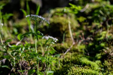 Valeriana tripteris flower growing in meadow, close up